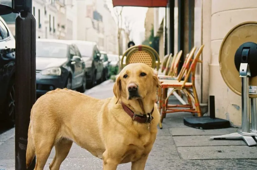 Perros en Francia: una guía para nuevos dueños de perros