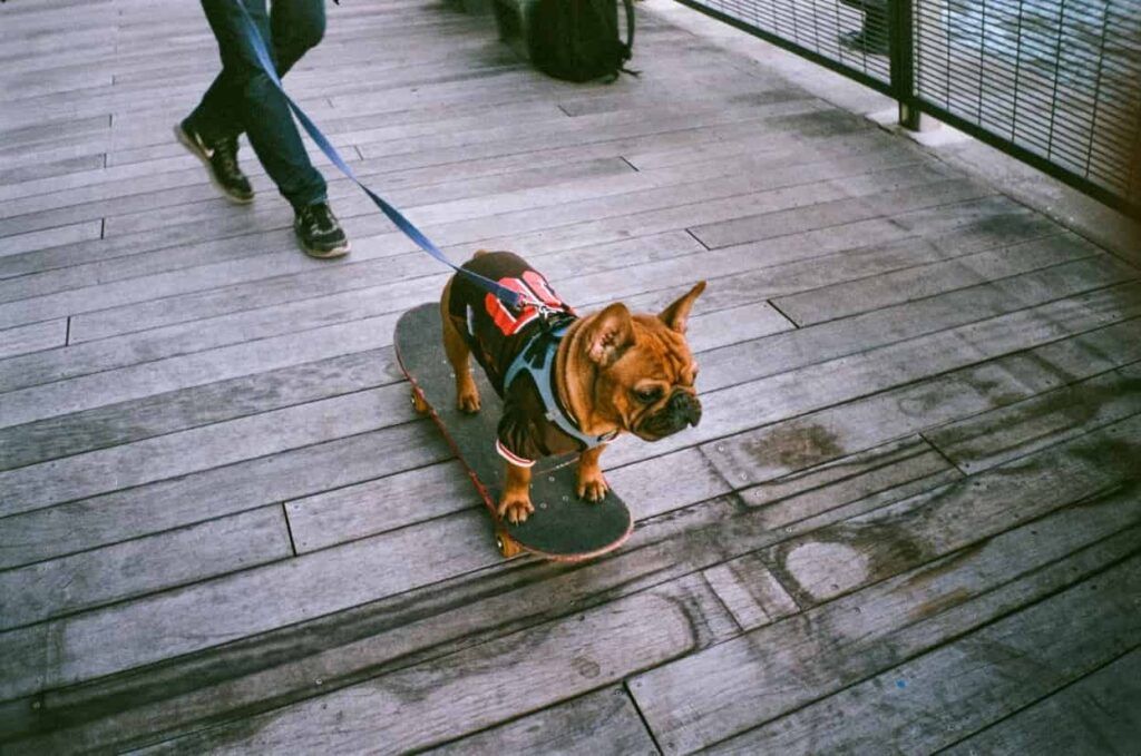 Perros en la ciudad de Nueva York: una guía para dueños de perros