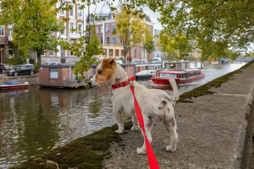Perros en los Países Bajos: una guía completa
