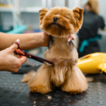 Centrarse en la profesión de peluquero de animales